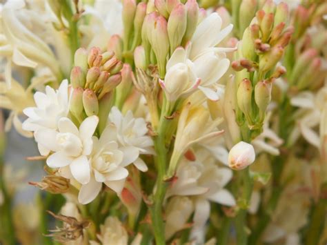 Polianthes Tuberosa Care .